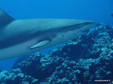 Requin citron - Moorea